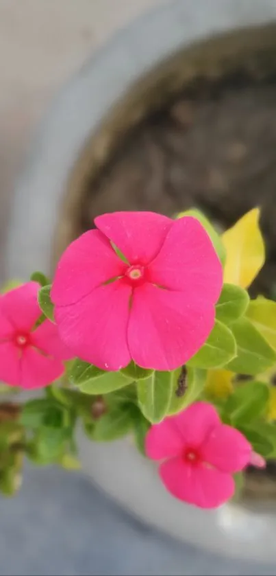 Close-up of vibrant pink flowers with green leaves.