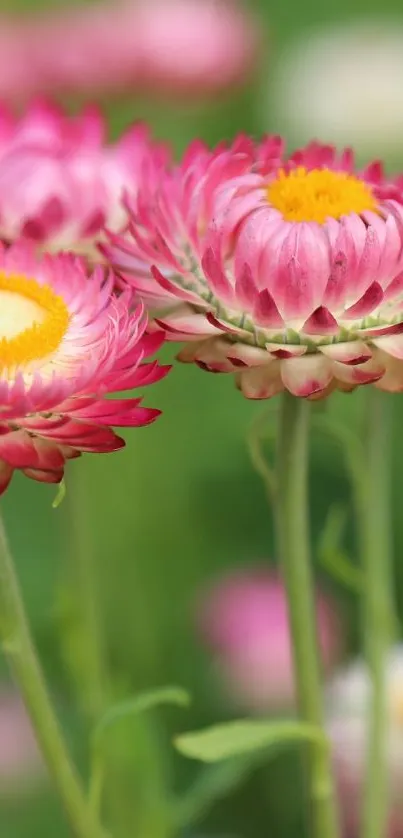 Vibrant pink flowers with green background wallpaper.