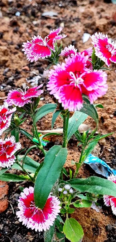 Vibrant pink flowers in a garden setting on rich soil.