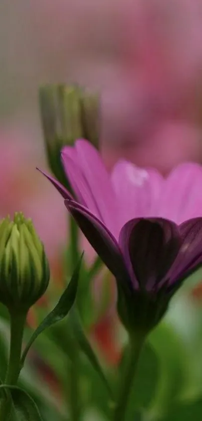 Vibrant pink flowers with green leaves.