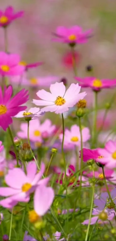 Vibrant pink cosmos flowers in full bloom