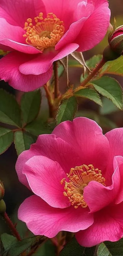 Vibrant pink flowers with detailed petals.