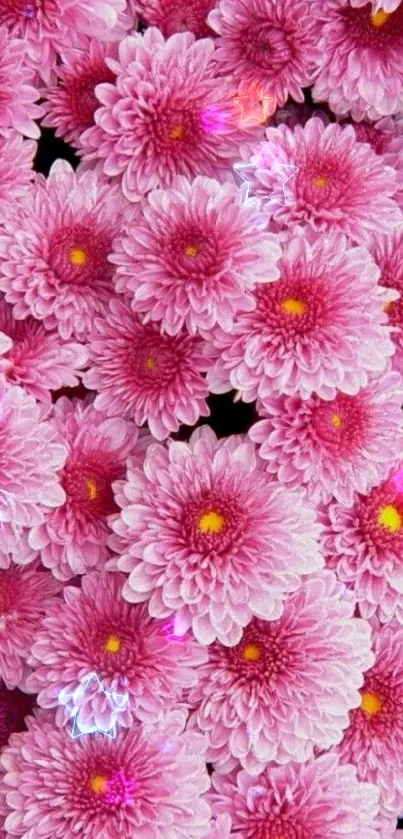 Vibrant pink chrysanthemum flowers wallpaper for mobile background.