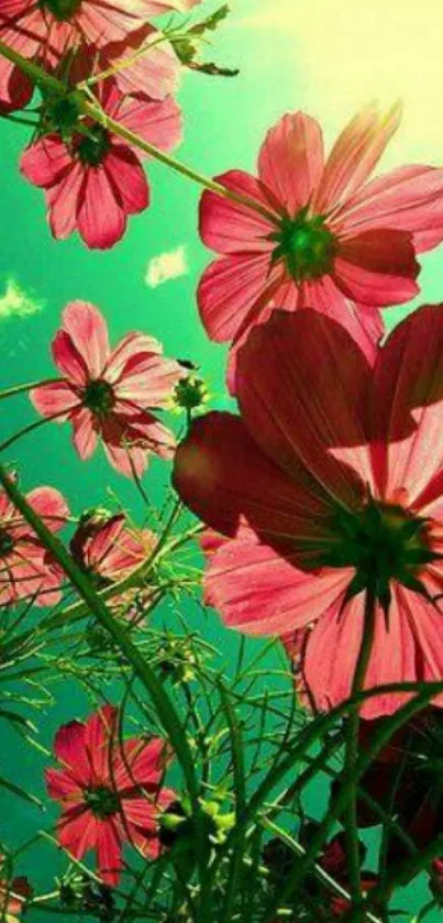 Vibrant pink flowers against a sunny sky.