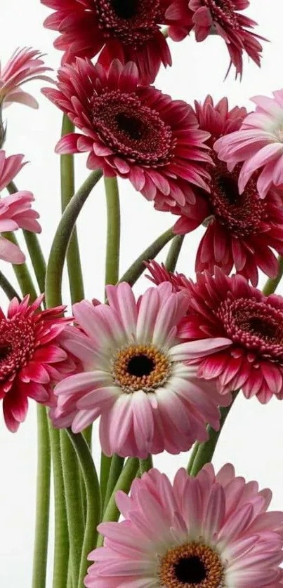 Vibrant pink gerbera daisies with green stems.