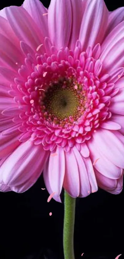 Close-up of a vibrant pink gerbera daisy against a black background.