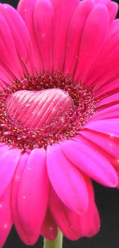 Vibrant pink gerbera flower on a black background for mobile wallpaper.