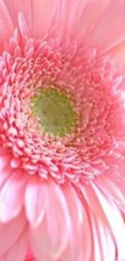 Close-up of a vibrant pink Gerbera daisy, perfect for a phone wallpaper.