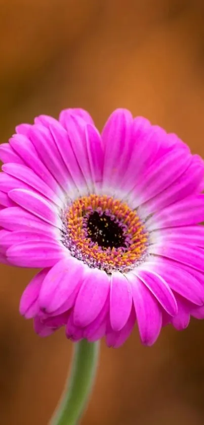 Vibrant pink gerbera daisy wallpaper with brown blurred background.