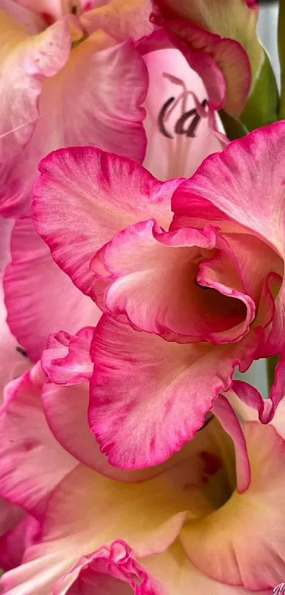 Close-up of vibrant pink gladiolus flowers displaying intricate petals.