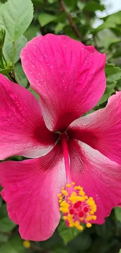 Close-up of a vibrant pink hibiscus flower.