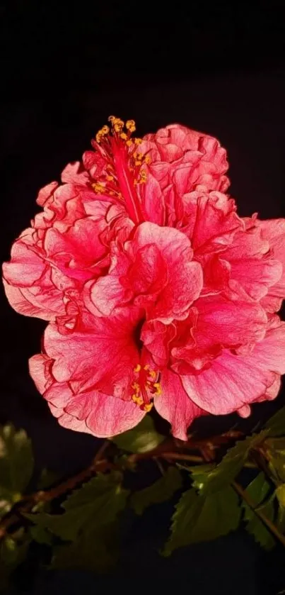 Vibrant pink hibiscus flower in bloom, close-up.