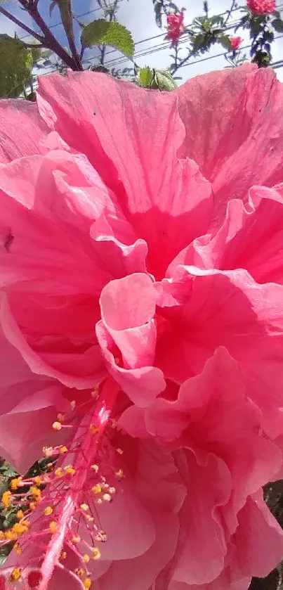 Close-up of a vibrant pink hibiscus flower in full bloom.