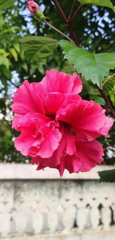 Vibrant pink hibiscus flower with lush green leaves.