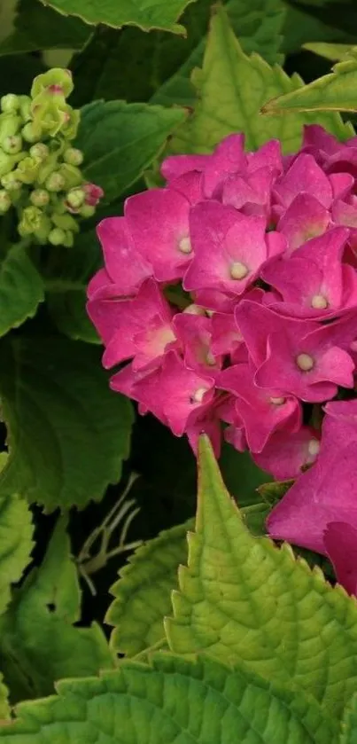 Vibrant pink hydrangea with green leaves, nature-inspired design.