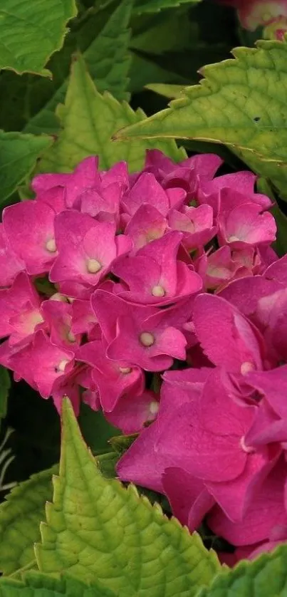 Vibrant pink hydrangea flowers with lush green leaves.