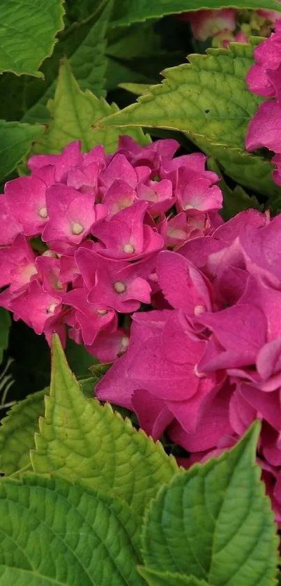 Vibrant pink hydrangea blossoms with green leaves.