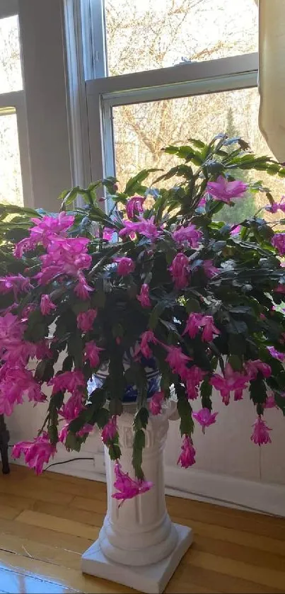 Indoor scene with pink flowers and natural light.