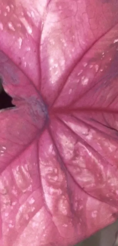 Close-up view of a pink leaf with detailed texture and vibrant colors.