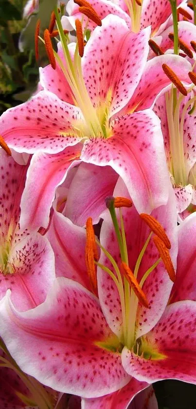 Mobile wallpaper of vibrant pink lilies in full bloom, showcasing floral beauty.