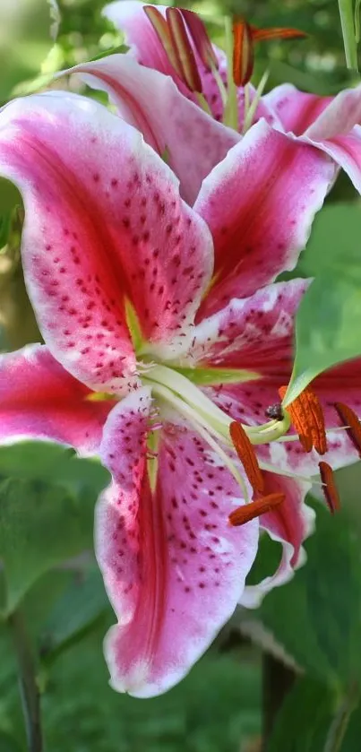 Close-up of vibrant pink lily flowers with green background.