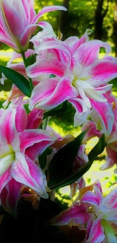 Pink lilies with green background wallpaper.