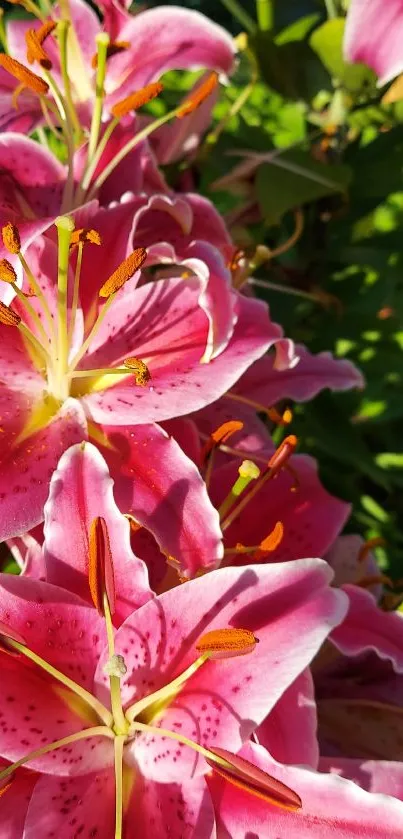 Close-up of vibrant pink lily flowers with green leaves.