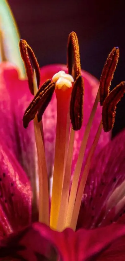 Close-up of a vibrant pink lily flower showcasing detailed petals.