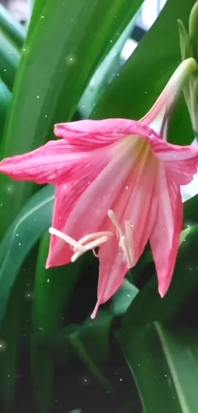 Vibrant pink lily with green leaves background for mobile wallpaper.