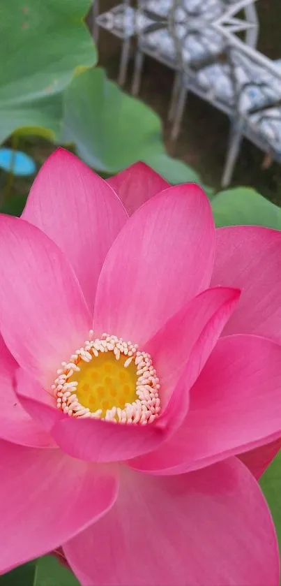 Vibrant pink lotus bloom with green leaves and serene background.