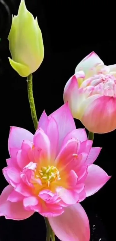 Vibrant pink lotus flowers on a black background.