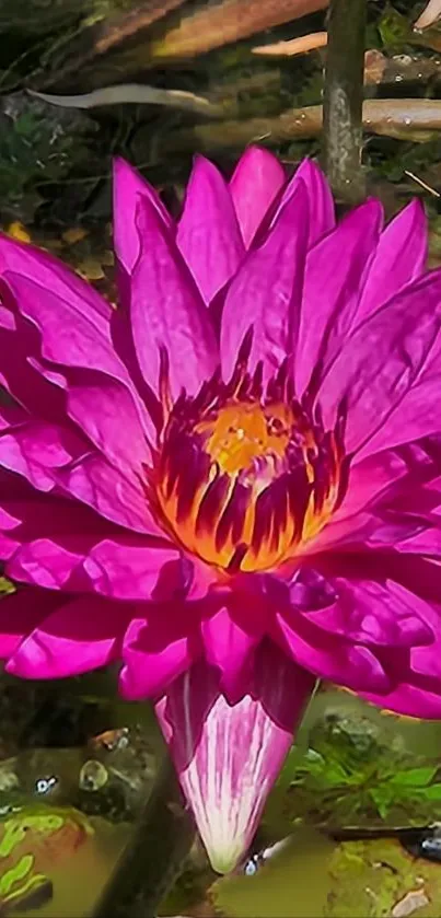 Vibrant pink lotus blossom in calm water.