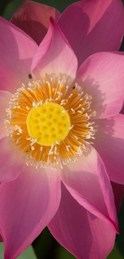 Vibrant pink lotus flower against green leaves.