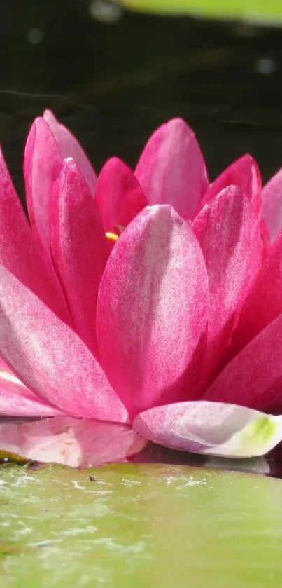 Vibrant pink water lily on a serene pond with green leaves.