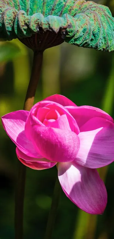 Vibrant pink lotus blossom with green leaves.