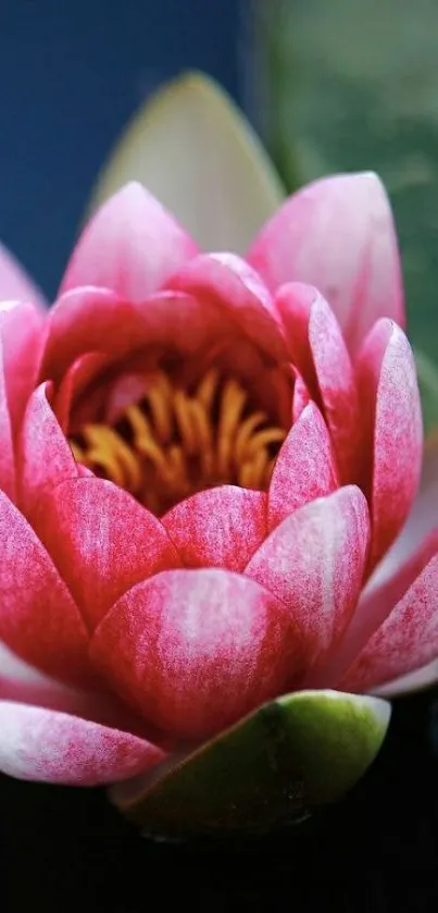 Wallpaper featuring a blooming pink lotus on a dark background.