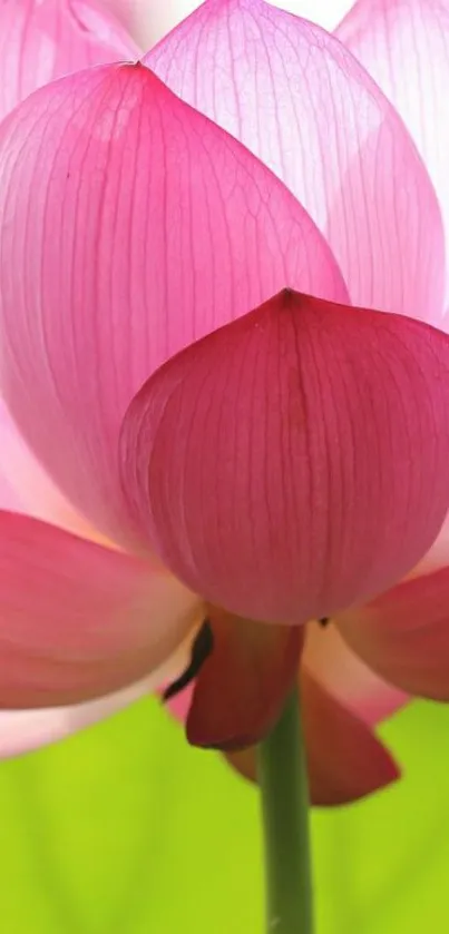 Vibrant pink lotus with green background.