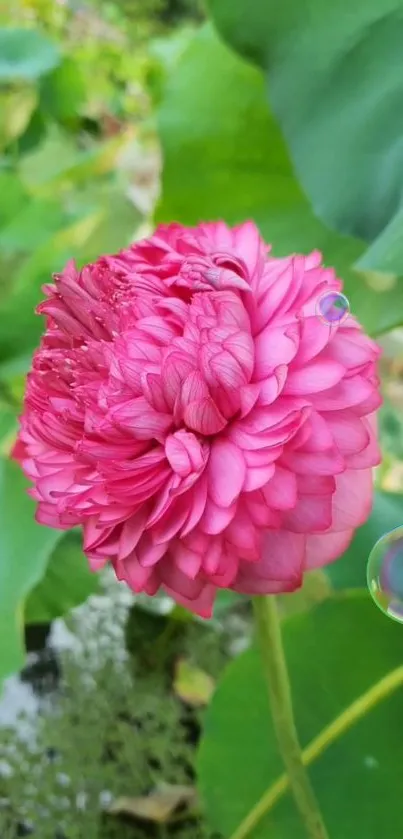 Vibrant pink lotus blossom with green leaves background.