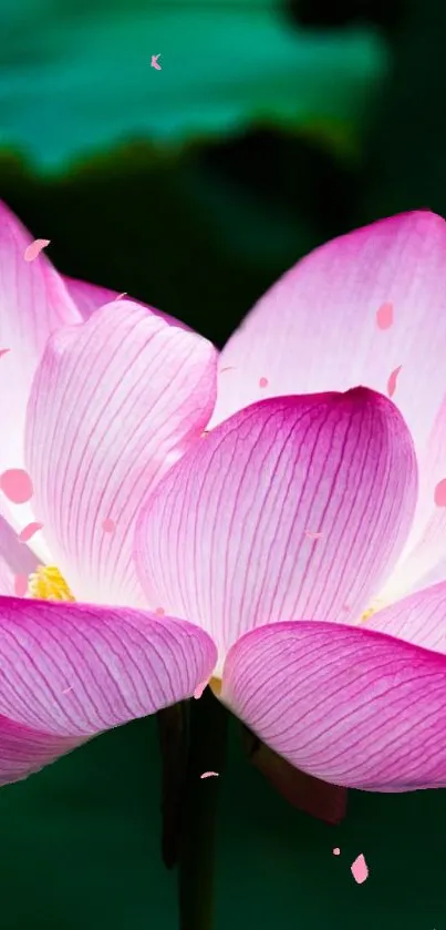 Pink lotus blossom against a green background.