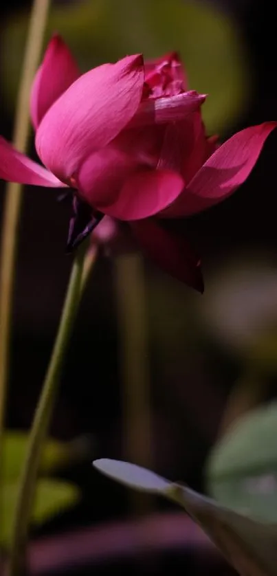 Close-up of a vibrant pink lotus blossom in nature.