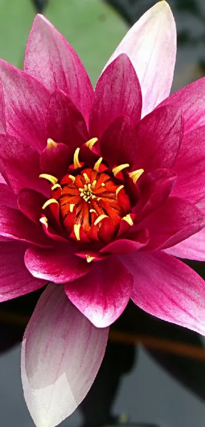 Pink lotus flower with green leaves on water surface.