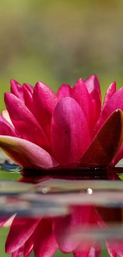 Pink lotus flower with water reflection.