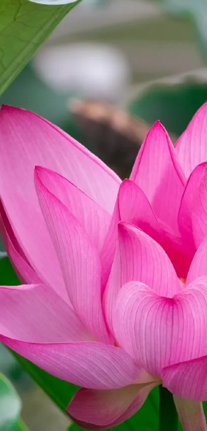 Vibrant pink lotus flower in full bloom, showcasing nature's elegance.