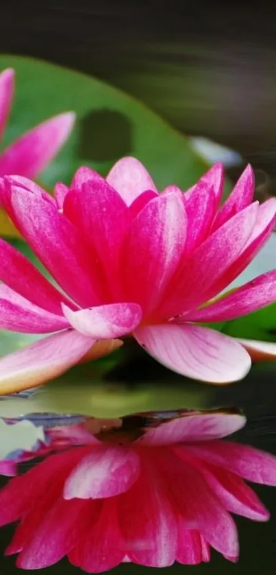 Vibrant pink lotus flower with reflection on calm water.