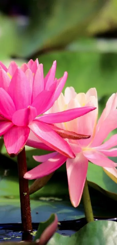 Vibrant pink lotus with green leaves in tranquil setting.