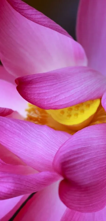 Close-up of a vibrant pink lotus flower against a dark background.