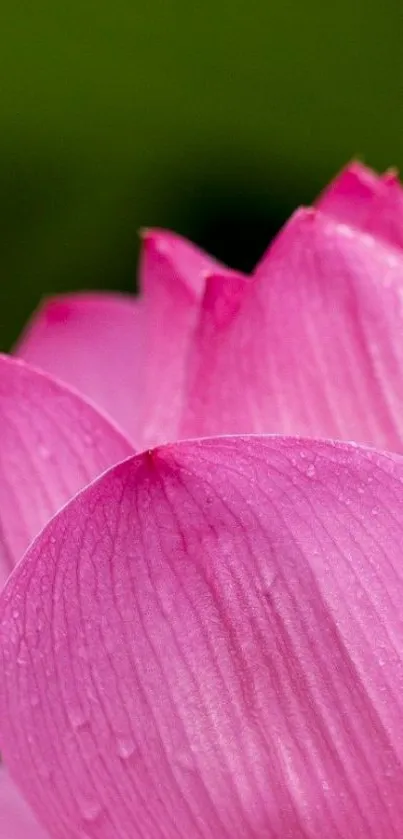 Vibrant pink lotus flower with dewdrops against a blurred green background.