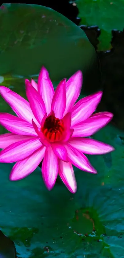 Vibrant pink lotus flower with dark green leaves.