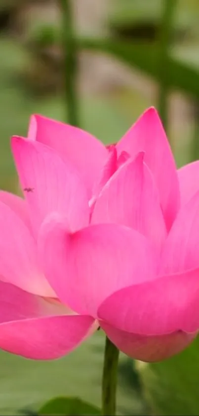 Vibrant pink lotus flower with green leaves in the background.