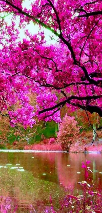 Vibrant pink blossom trees reflecting in a lake.